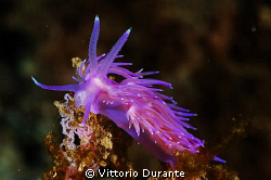 Mediterranean nudi Flabellina by Vittorio Durante 